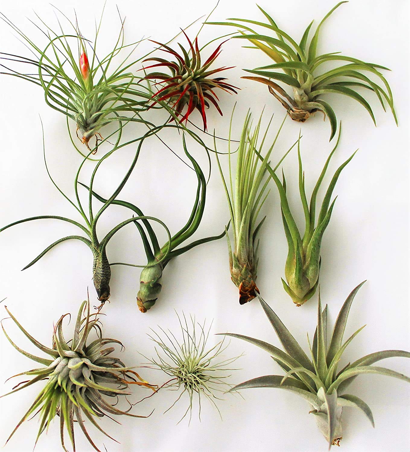 Tillandsia