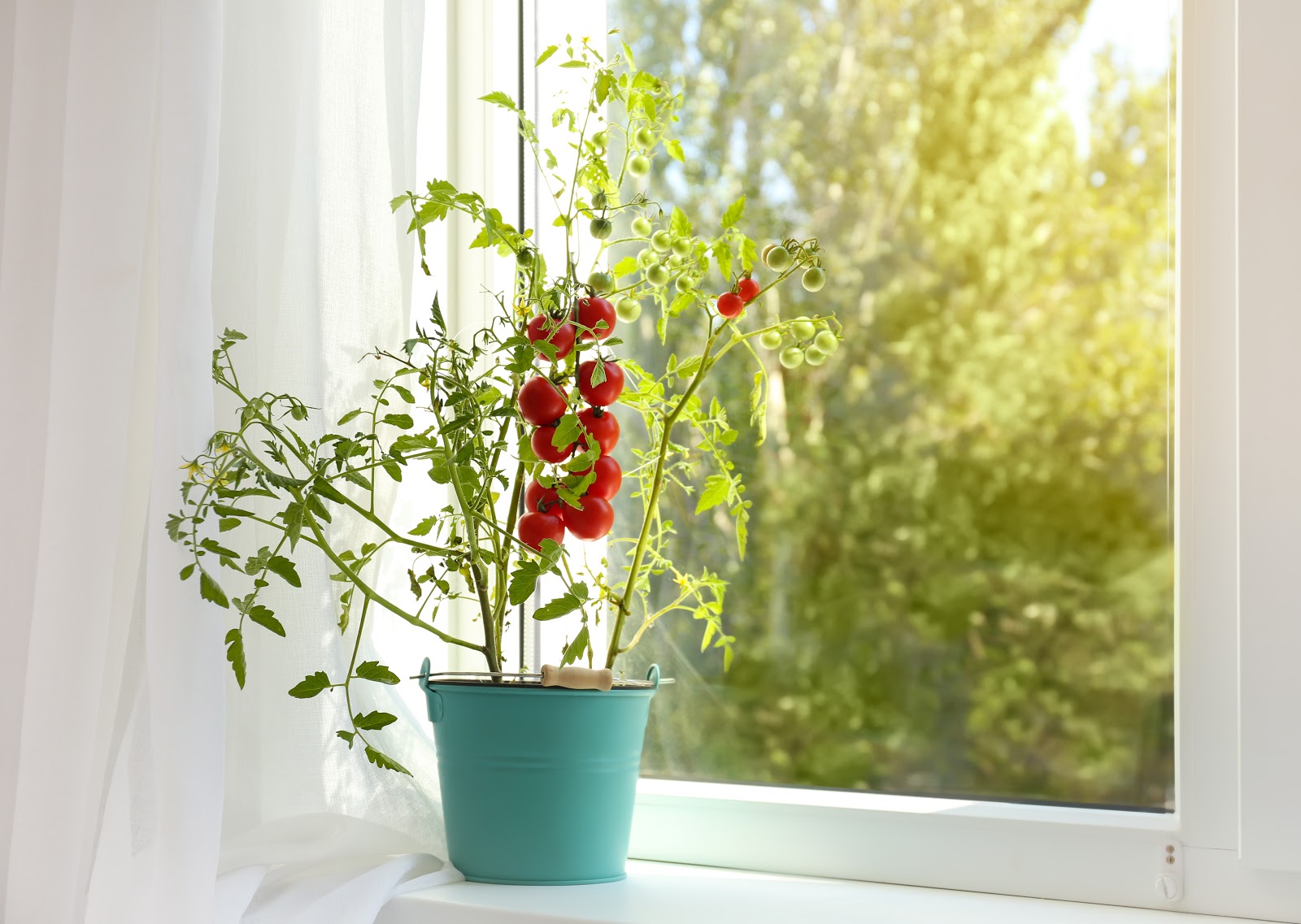 گوجه گیلاسی