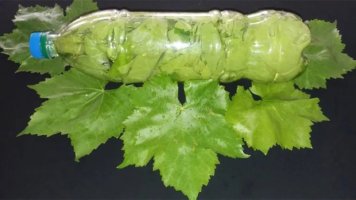 بطری