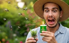 آیا می‌دانستید پوست موز قاتل پشه‌هاست؟ 5 ترفند عجیب دیگر برای دفع حشرات!