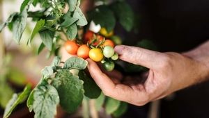 کاشت گوجه گیلاسی در گلدان: راهنمای گام به گام برای داشتن سبزیجات تازه در خانه