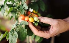 کاشت گوجه گیلاسی در گلدان: راهنمای گام به گام برای داشتن سبزیجات تازه در خانه