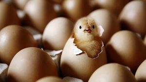 راز سر به مهر خلقت: بالاخره جواب اول مرغ بود یا تخم مرغ پیدا شد!