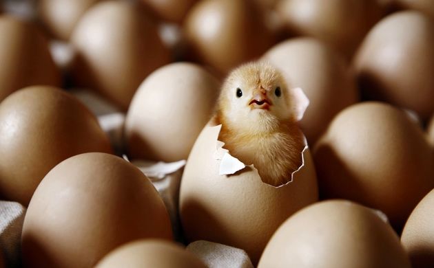 راز سر به مهر خلقت: بالاخره جواب اول مرغ بود یا تخم مرغ پیدا شد!