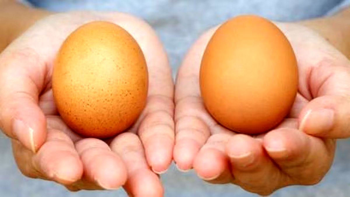 میدونی خوردن چند تخم مرغ در روز سلامتی رو به خطر میندازه؟!