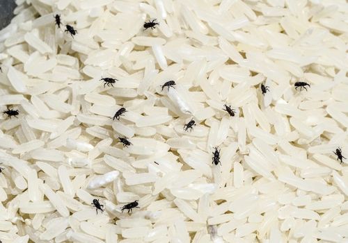 دشمن پنهان برنج شما: شپشک برنج و راه‌های نابودی آن!