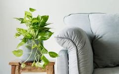 کوچکی خانه، بزرگی طراوت: راهنمای انتخاب گیاهان آپارتمانی برای فضاهای نقلی!