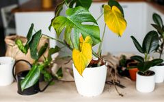 گل‌ها فریاد می‌زنند: کمکم کنید! راه‌های پیشگیری و درمان پژمردگی و زرد شدن گیاهان آپارتمانی
