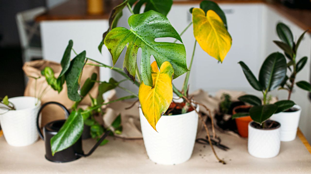 گل‌ها فریاد می‌زنند: کمکم کنید! راه‌های پیشگیری و درمان پژمردگی و زرد شدن گیاهان آپارتمانی