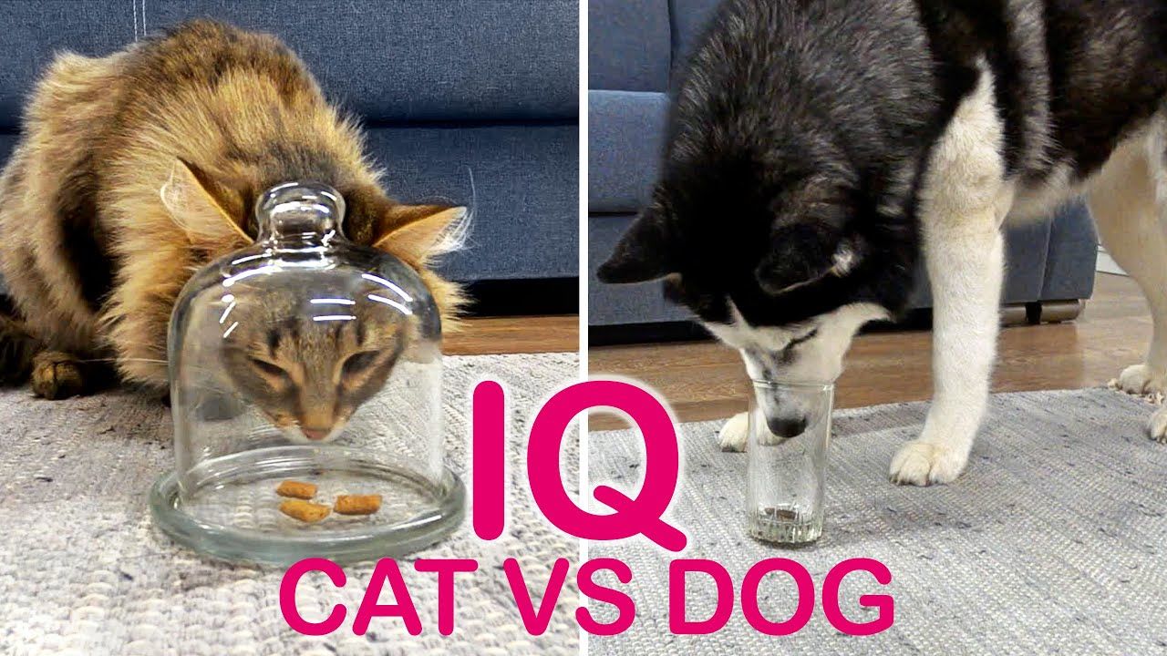 ویدیو: واقعا سگ‌ها باهوش‌تر از گربه‌ها هستن؟!