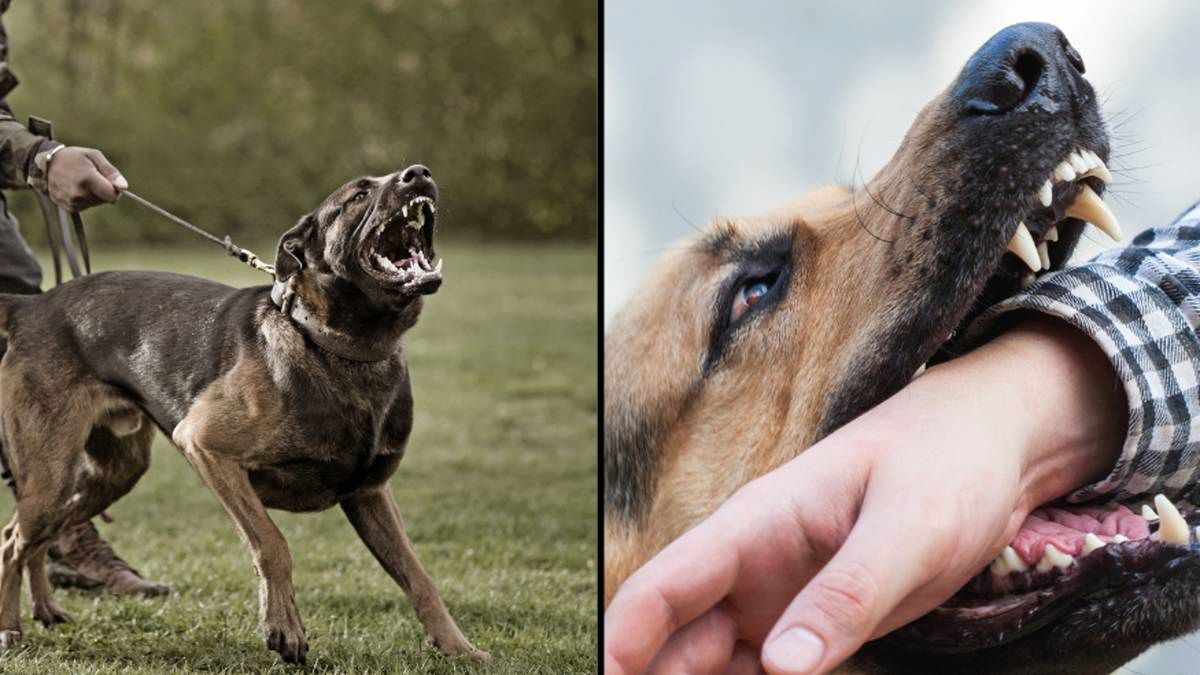 ویدیو: اگه سگ بهتون حمله کرد، اینجوری از خودتون دفاع کنید