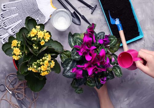 زیباترین گیاهان آپارتمانی گلدار: مهمانان بهاری خانه شما
