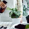 ترفندهای نگهداری از گیاهان آپارتمانی: اسپری روی برگ این گیاهان ممنوع!