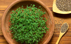 راهنمای گام به گام کاشت سبزه تخم شربتی برای عید نوروز