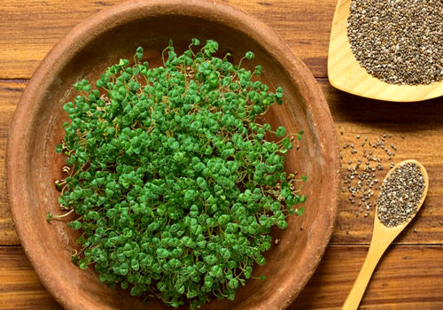 راهنمای گام به گام کاشت سبزه تخم شربتی برای عید نوروز