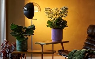 ترندهای سبز ۲۰۲۵: محبوب‌ترین گیاهان آپارتمانی برای خانه‌ای با طراوت!