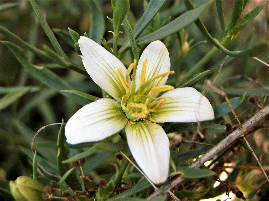 مصرف اسپند برای لاغری