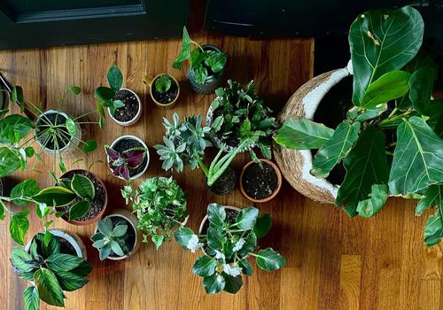 گیاهان آپارتمانی؛ مهمانان سبز خانه شما!