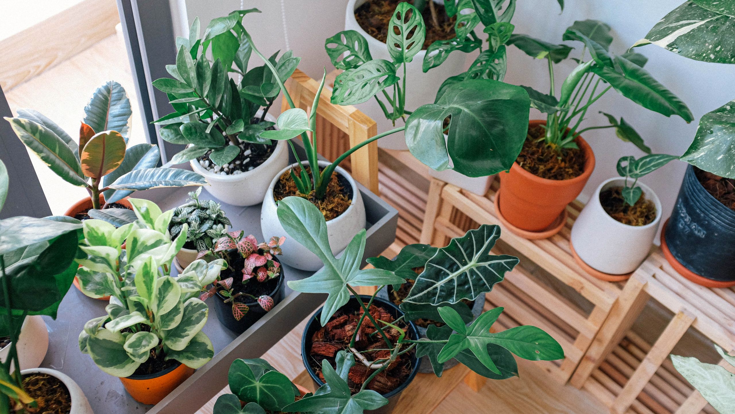 دزدان زیبایی در خانه شما! این گیاهان آپارتمانی را به خانه‌تان راه ندهید!