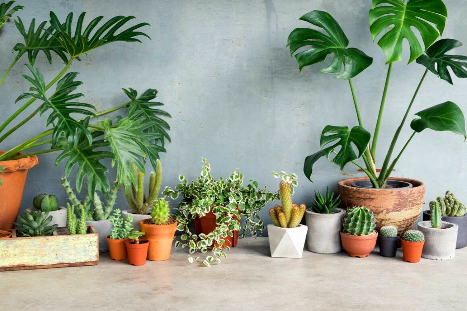 راز شادابی گیاهان آپارتمانی در تابستان: با این قهرمانان گرما آشنا شوید!