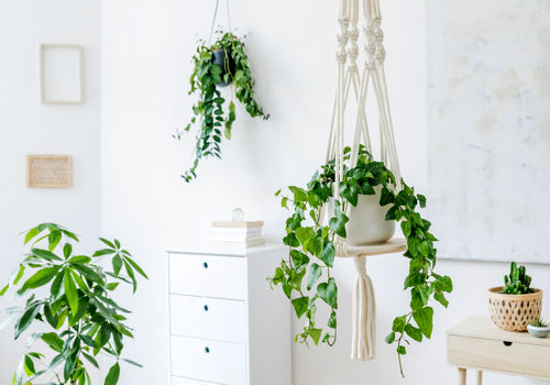 معروف‌ترین گیاهان آویز آپارتمانی: نهایت زیبایی در کمترین فضا!