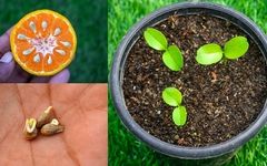 بهار نارنج در خانه: چطور سبزه عید را به یک گیاه دائمی تبدیل کنیم؟