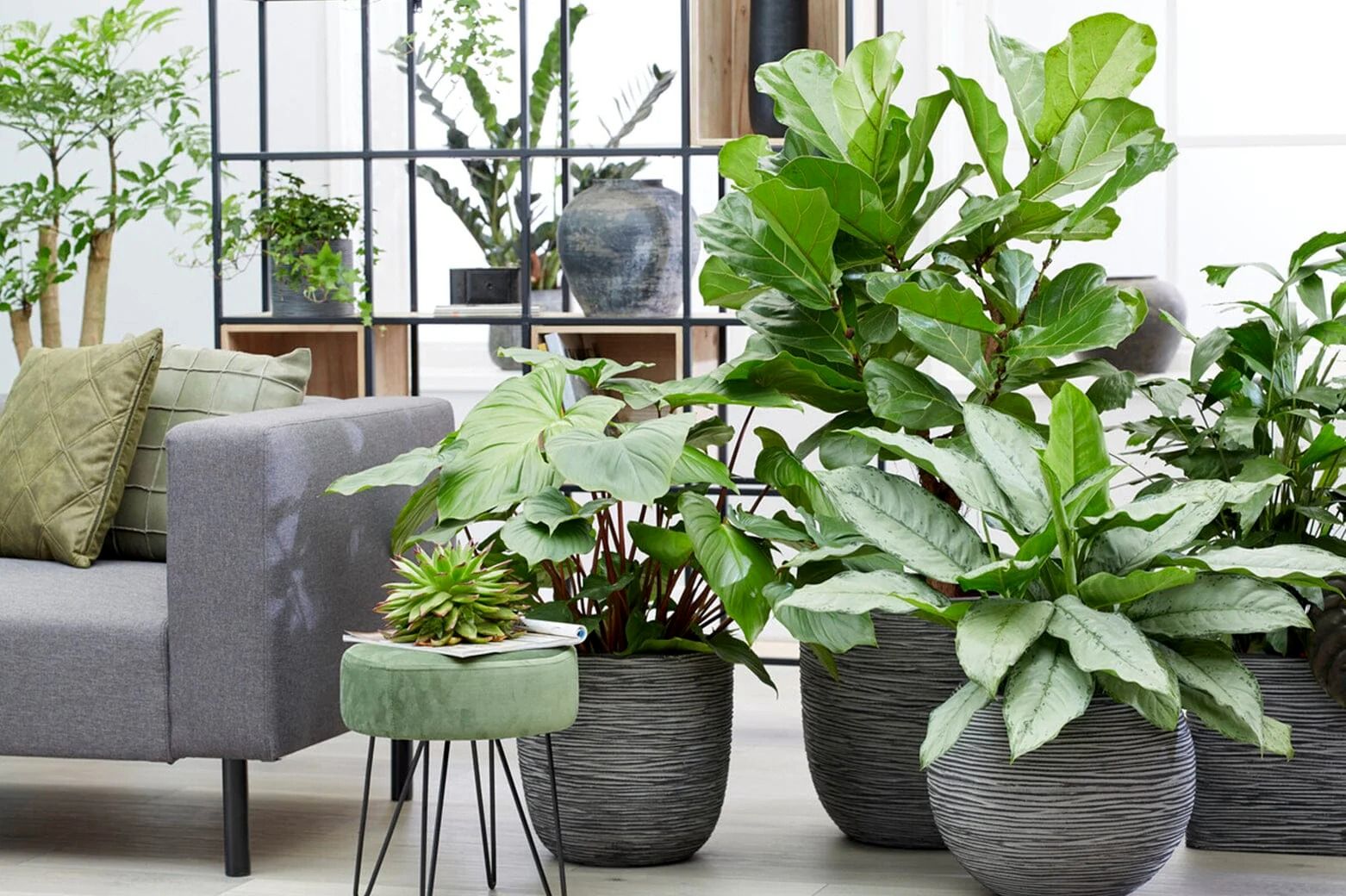 10 گیاه گرمسیری که به راحتی در آپارتمان رشد می‌کنند