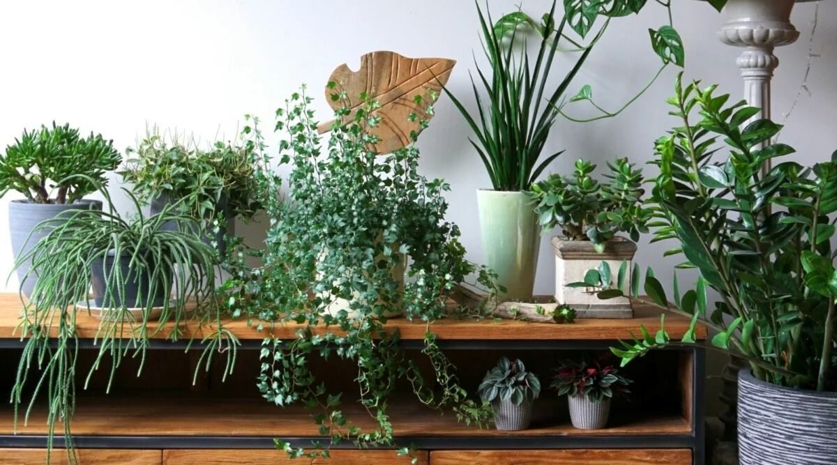 به دنبال گیاهان آپارتمانی کم‌آب هستید؟ این ۴ گزینه را امتحان کنید!