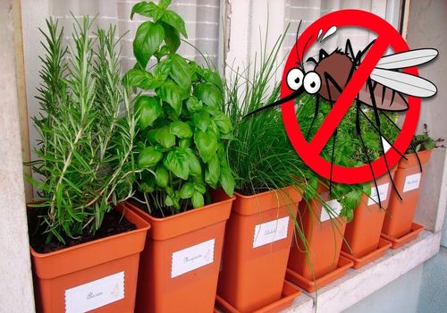 خداحافظ پشه ها! با این گیاهان آپارتمانی حشرات را فراری دهید