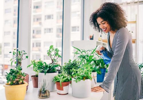 بهترین گیاهان آپارتمانی اکسیژن ساز برای تصفیه هوا