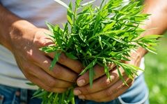 ترخون: گیاهی با خواص شگفت‌انگیز برای سلامتی، پوست و مو
