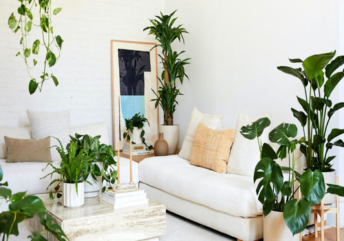 گیاهان آپارتمانی برگ پهن: زیبایی منحصربه‌فرد و نگهداری آسان