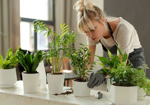 احیای شگفت‌انگیز گیاهان آپارتمانی: چگونه گیاهان خشکیده را دوباره به زندگی بازگردانیم