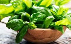 راز سلامتی در ریحان: فواید شگفت‌انگیز این سبزی محبوب