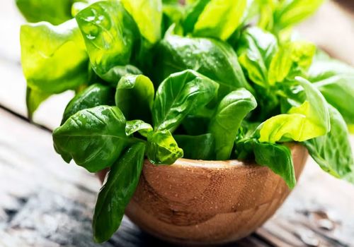 راز سلامتی در ریحان: فواید شگفت‌انگیز این سبزی محبوب