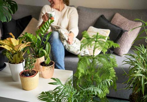 هشت گیاه آپارتمانی: رازهای سبز برای غلبه بر استرس و افسردگی