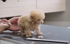 ویدیو: چجوری حیوانات خانگی رو بشوریم و اصلاح کنیم؟