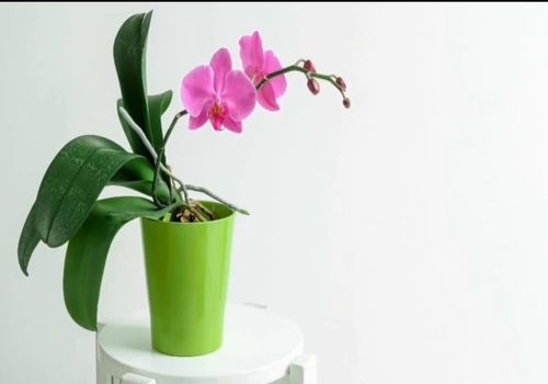 ویدیو: خونه‌تون نورگیر نیست؟ این 33 گیاه جذاب، مناسب شما هستن