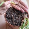 ۶ راه برای جلوگیری از پوسیدگی ریشه گیاهان آپارتمانی