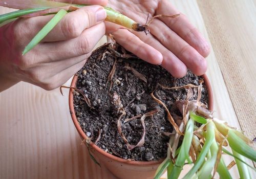 ۶ راه برای جلوگیری از پوسیدگی ریشه گیاهان آپارتمانی